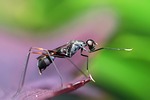 ant insect animal arthropod wildlife nature macro closeup stock photo