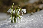 spring flower background beautiful flowers snowdrop wallpaper nature stock photo
