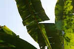 palm tree nature fronds leaf exotic trees tropical stock photo