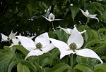 flowering dogwood cornus florida white flowers plants natural stock photo