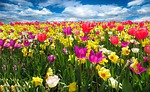 tulips daffodils flower background flowers field meadow colorful stock photo