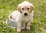puppy golden retriever dog young pet animal meadow stock photo
