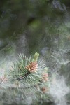 pollen scots pine conifer evergreen pinus sylvestris stock photo