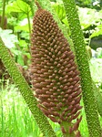 mammoth sheet gunnera manicata blossom bloom inflorescence giant stock photo