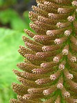 mammoth sheet gunnera manicata blossom bloom inflorescence giant stock photo