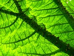 mammoth sheet gunnera manicata giant rhubarb ornamental plant stock photo