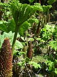 mammoth sheet gunnera manicata leaf leaves nature blossom stock photo