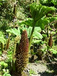 mammoth sheet gunnera manicata leaf leaves blossom bloom stock photo