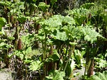 mammoth sheet gunnera manicata leaf leaves blossom bloom stock photo