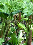 mammoth sheet nature gunnera manicata leaf leaves blossom stock photo