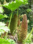 mammoth sheet gunnera manicata leaf leaves blossom nature stock photo
