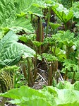 mammoth sheet gunnera manicata leaf leaves blossom bloom stock photo