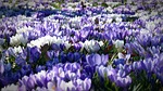 crocus flowers field beautiful bloom blossom plants spring stock photo