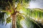 tree palm coconuts coconut leaves nature tropical stock photo