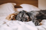 dogs pets canine animals nature fur sleeping snout stock photo