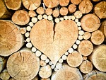 heart wood logs bole firewood pieces of timber stock photo