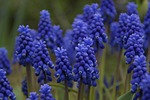 hyacinths spring lots flower plant blue hyacinthus garden stock photo