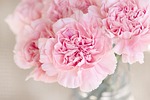 carnation nature flowers cut pink flower wallpaper clove stock photo