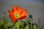 poppy beautiful flowers flower wallpaper red petals pollen stock photo