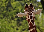 giraffe zoo nature animal portrait tierpark hellabrunn stock photo