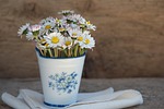 daisies vase nature flowers white flower arrangement floral stock photo