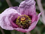 papaver somniferum gravel poppy ababol stock photo
