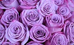 roses nature flower background bouquet mov flowers rose stock photo