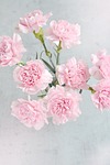 carnations flowers beautiful pink petals nature bloom blossom stock photo