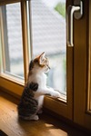 young cat window sad pet animal scratch wooden stock photo
