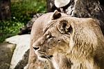 lioness lion wild cat predator zoo nature feline stock photo