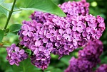 lilac spring summer plant bloom purple violet tree stock photo