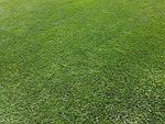 lawn ornamental green maintained perfect english care manicured stock photo