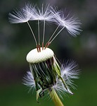 dandelion seeds nature beautiful flowers spring flower background stock photo