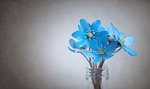 liverflower blue flower background blossoms tender spring early stock photo