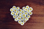 daisies heart flower background wallpaper daisy love shaped stock photo