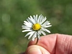 daisy blossom beautiful flowers bloom flower small wallpaper stock photo