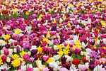 tulips flowers field tulip farm colorful garden beautiful stock photo
