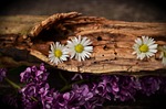 daisy lilac wood flowers beautiful bloom flower wallpaper stock photo