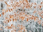 winter autumn hoarfrost leaves nature ice frozen cold stock photo