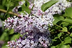 lilac syringa genus oleaceae vulgaris ornamental shrub stock photo