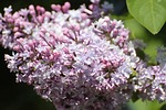 lilac syringa genus oleaceae vulgaris ornamental shrub stock photo
