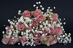 roses rose petals blossoms pink flower wallpaper white stock photo