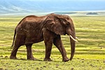 elephant safari animal defence africa savanna zoo nature stock photo