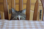 cat eyes animal feline tabby pet peek boo stock photo