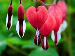 bleeding heart flowers plant red bloom blossom asian stock photo