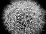 dandelion seed head monochrome seeds plant fluffy nature stock photo