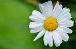 daisy flower dew dewdrops droplets petals white bloom stock photo