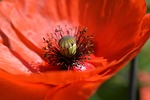 poppy flower seeds capsule macro seed capsules stock photo