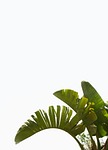 palm tree plant green nature mediterranean fronds trees stock photo