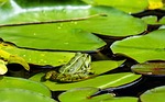 frog water lily pads leaves green pond amphibian stock photo